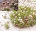 Armeria pungens